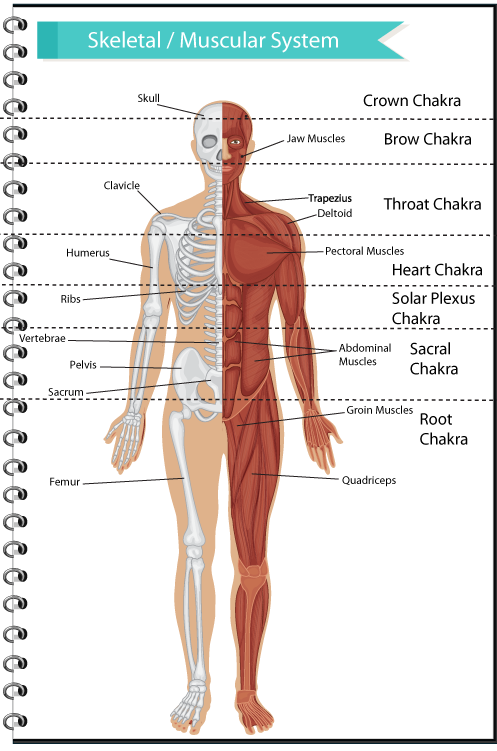 Skeletal & Muscular System