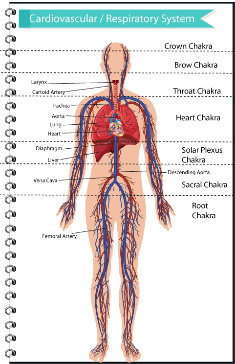 Cardiovascular & Respiratory System